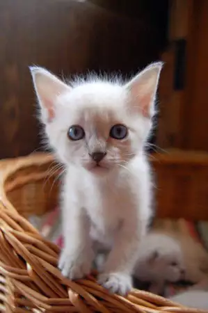 3. Снимка на ЕКЗОТИЧНА котка Тайланска ТАЙЛС първокласни ВИП котета