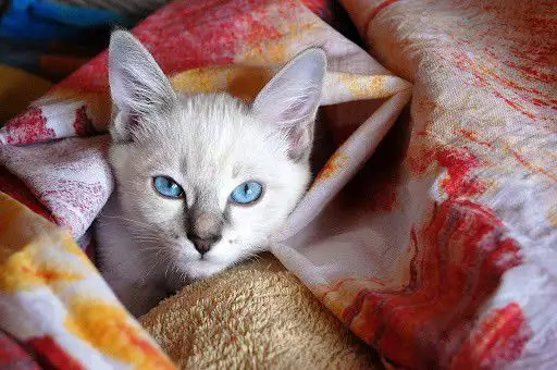 4. Снимка на ЕКЗОТИЧНА котка Тайланска ТАЙЛС първокласни ВИП котета