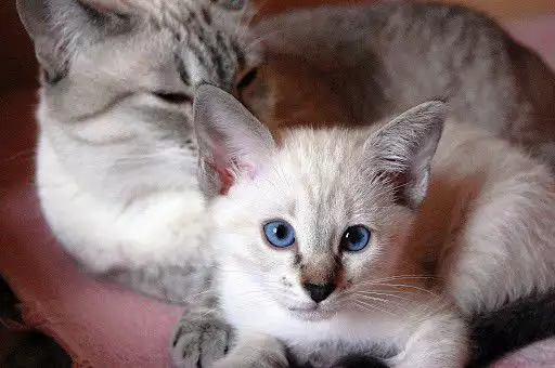 ЕКЗОТИЧНА котка Тайланска ТАЙЛС първокласни ВИП котета