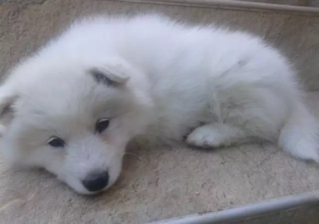 2. Снимка на Продавам кученце порода Сибирски самоед.
