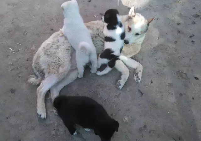 2. Снимка на Продавам ловни кученца сибирски лайки