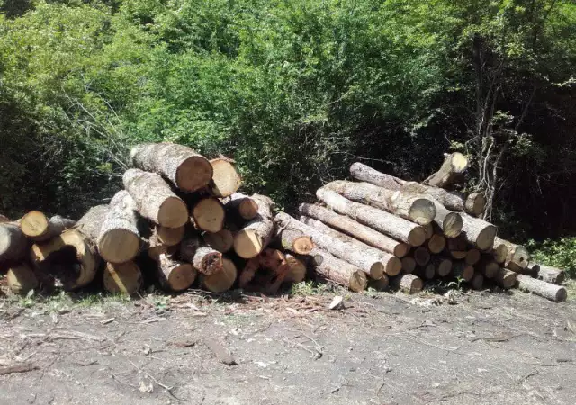 1. Снимка на Продавам дърва за огрев и трупи