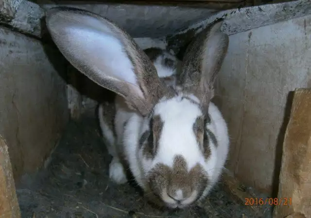2. Снимка на Продавам зайци различни породи