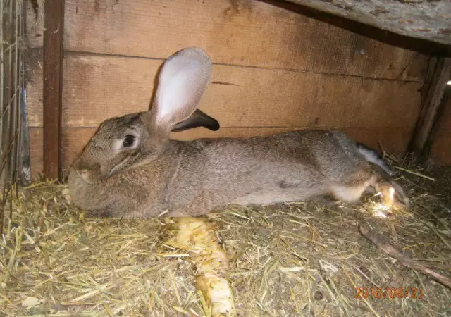 6. Снимка на Продавам зайци различни породи