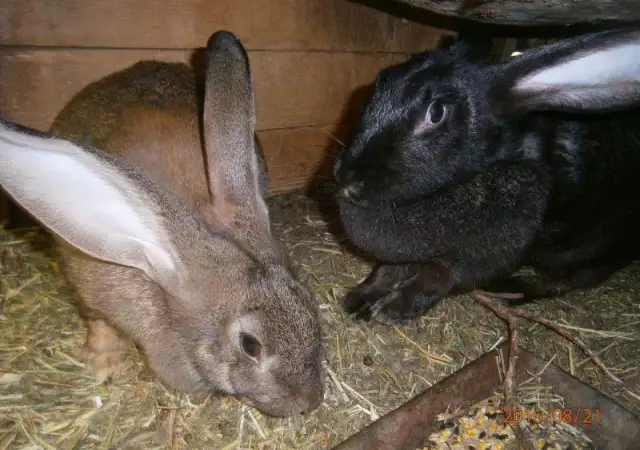 8. Снимка на Продавам зайци различни породи