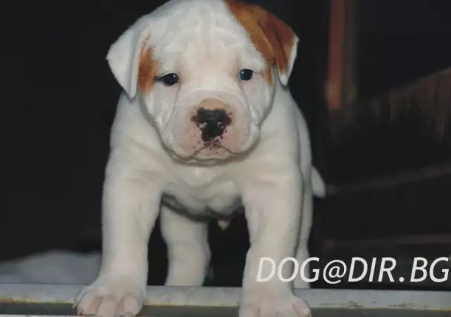 1. Снимка на Американски БУЛДОГ - развъдник продава кученца ВНОС от Унгари
