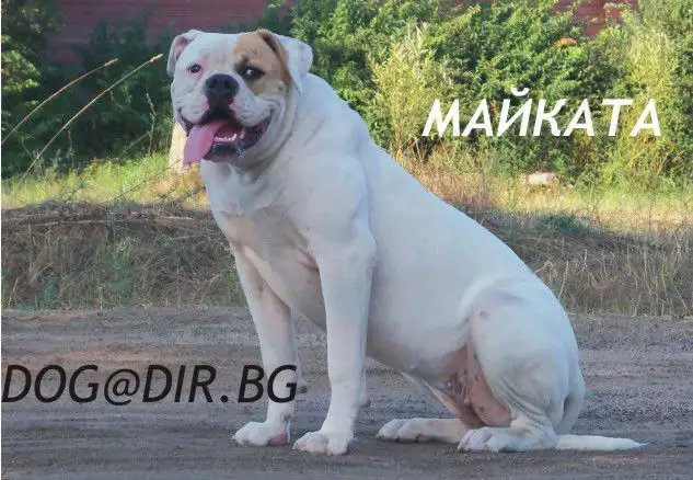 4. Снимка на Американски БУЛДОГ - развъдник продава кученца ВНОС от Унгари