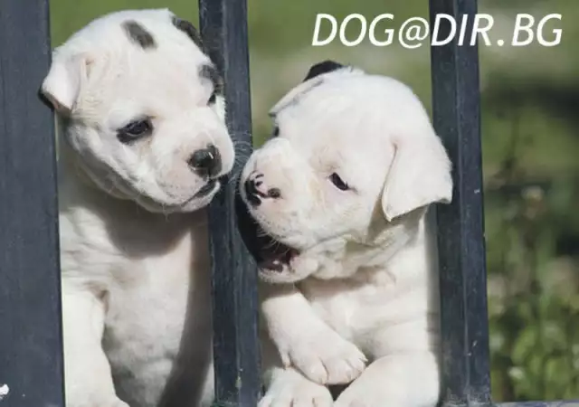 5. Снимка на Американски БУЛДОГ - развъдник продава кученца ВНОС от Унгари