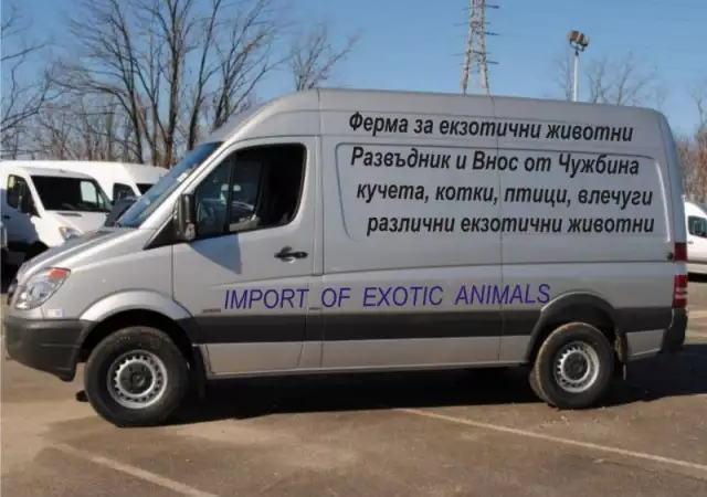 Американски БУЛДОГ - развъдник продава кученца ВНОС от Унгари