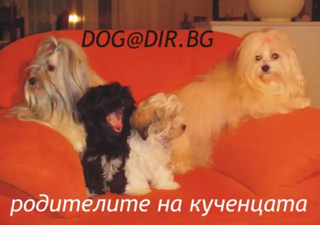 5. Снимка на Болонка Хаванска - развъдник продава кученца ВНОС от Словакия