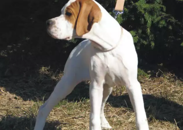 2. Снимка на чистокръвен ПОЙНТЕР отлично ловно куче за всестранен лов