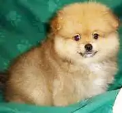 2. Снимка на Чистокръвни померани - кученца