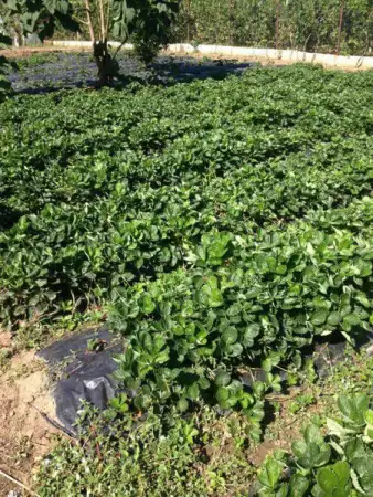 2. Снимка на Продавам пресен разсад за ягоди Нова Горея