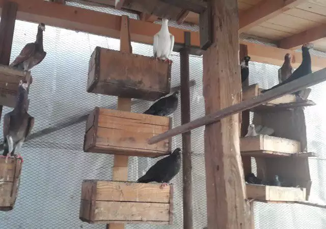 шуменски гълъби