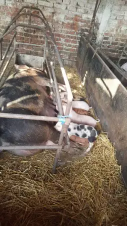 1. Снимка на Продава свине и свине майки
