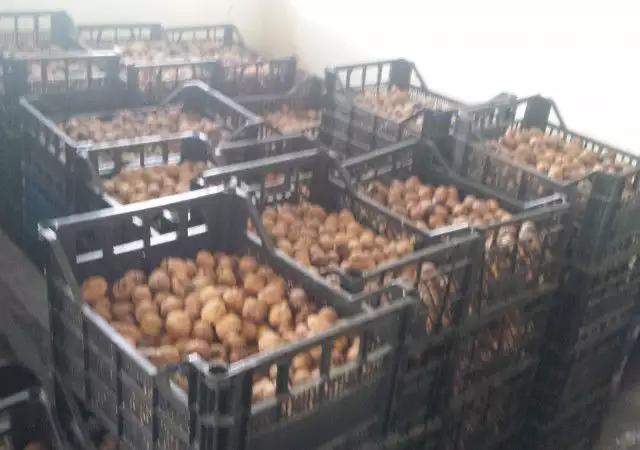 1. Снимка на Продавам орехи черупка реколта 2016г