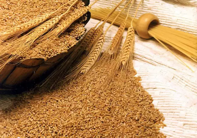 1. Снимка на Продаваме пшеница