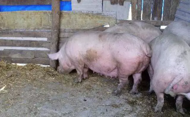 1. Снимка на Продавам свине майки