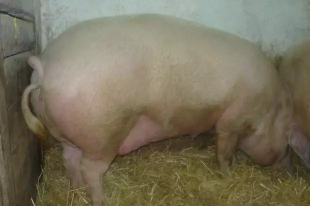 2. Снимка на Продавам свине майки
