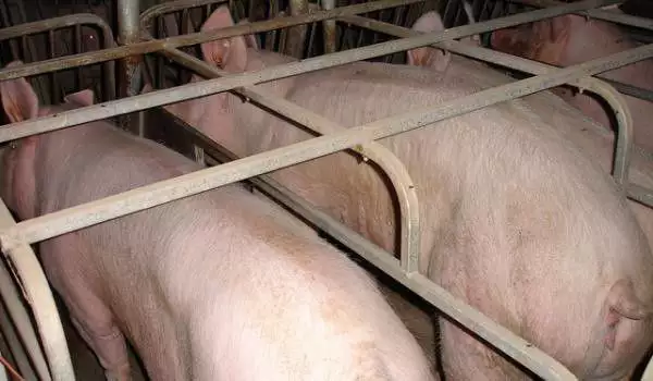 3. Снимка на Продавам свине майки