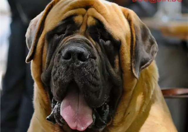 1. Снимка на огромен Английски МАСТИФ Старо Английски ДОГ е огромно куче