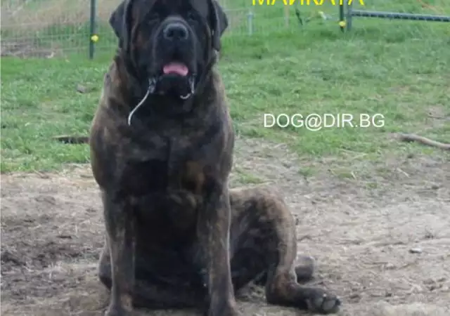 5. Снимка на огромен Английски МАСТИФ Старо Английски ДОГ е огромно куче