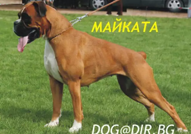 3. Снимка на Немски БОКСЕР изключително предано куче с уравновесена нерв