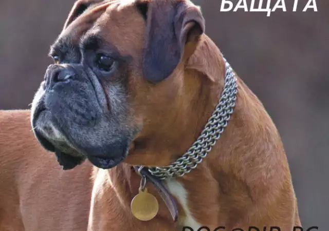 Немски БОКСЕР изключително предано куче с уравновесена нерв