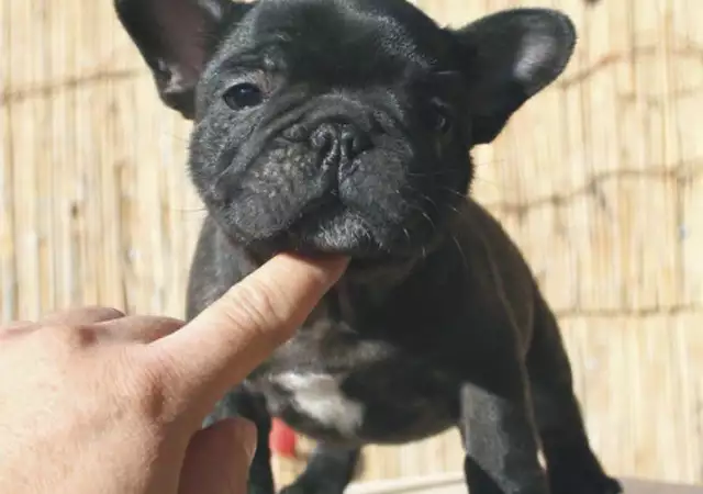 2. Снимка на ЗЛАТИСТ цвят Френски БУЛДОГ за 550лв - развъдник продава куче
