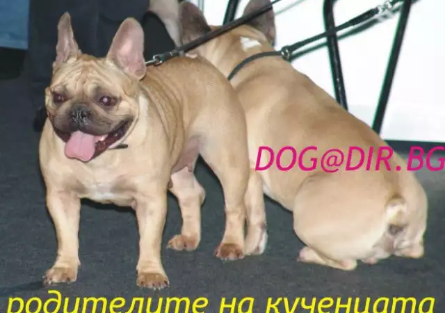 ЗЛАТИСТ цвят Френски БУЛДОГ за 550лв - развъдник продава куче
