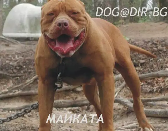 Американски Мастиф БАНДОГ хибридна порода куче за охрана