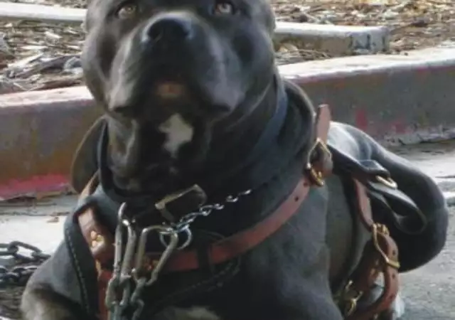 5. Снимка на Американски Мастиф БАНДОГ хибридна порода куче за охрана