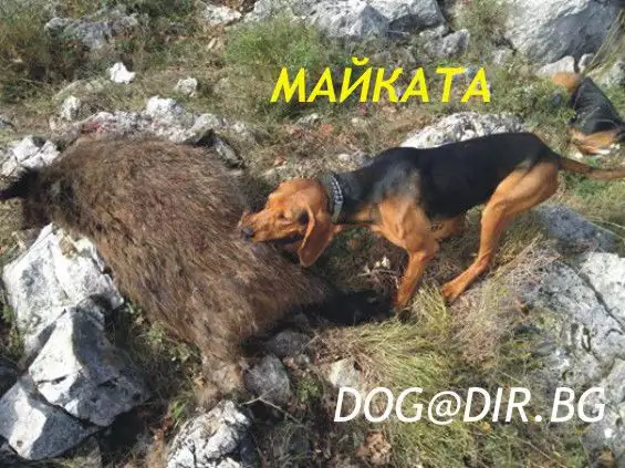 3. Снимка на гонче БАЛКАНСКО двуцветно желано ловно куче за лов на разно