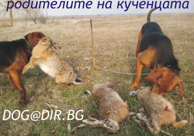 4. Снимка на гонче БАЛКАНСКО двуцветно желано ловно куче за лов на разно
