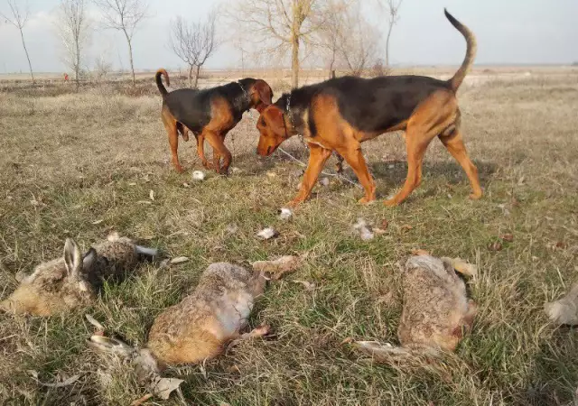 5. Снимка на гонче БАЛКАНСКО двуцветно желано ловно куче за лов на разно