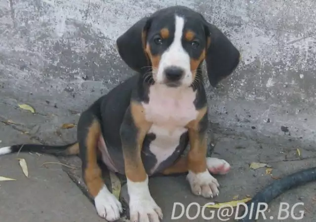 1. Снимка на Сръбско трицветно ГОНЧЕ - развъдник продава кученца ВНОС
