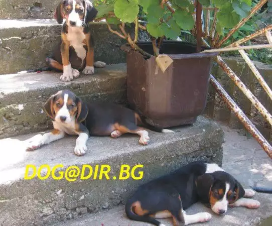 3. Снимка на Сръбско трицветно ГОНЧЕ - развъдник продава кученца ВНОС