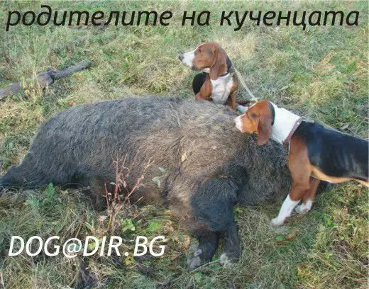 4. Снимка на Сръбско трицветно ГОНЧЕ - развъдник продава кученца ВНОС