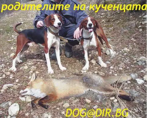 5. Снимка на Сръбско трицветно ГОНЧЕ - развъдник продава кученца ВНОС