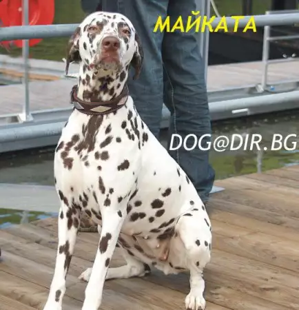 4. Снимка на Далматинец Далматинско Гонче развъдник продава кученца