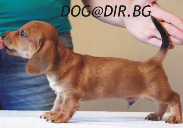 кученца ДАКЕЛ с миниатюрен размер, късокосмести - развъдник