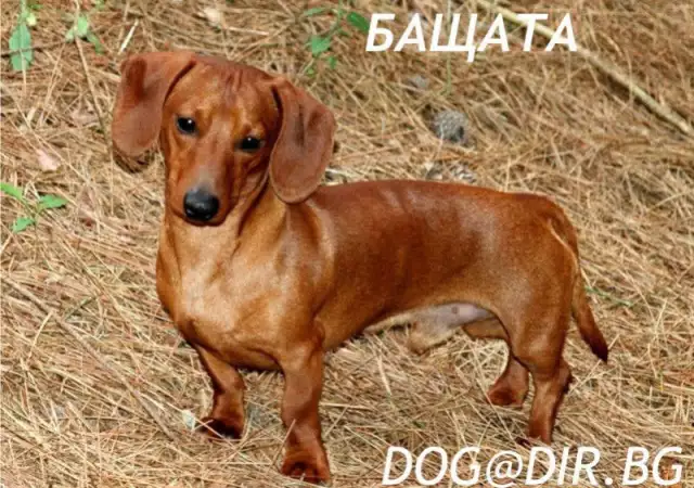5. Снимка на кученца ДАКЕЛ с миниатюрен размер, късокосмести - развъдник