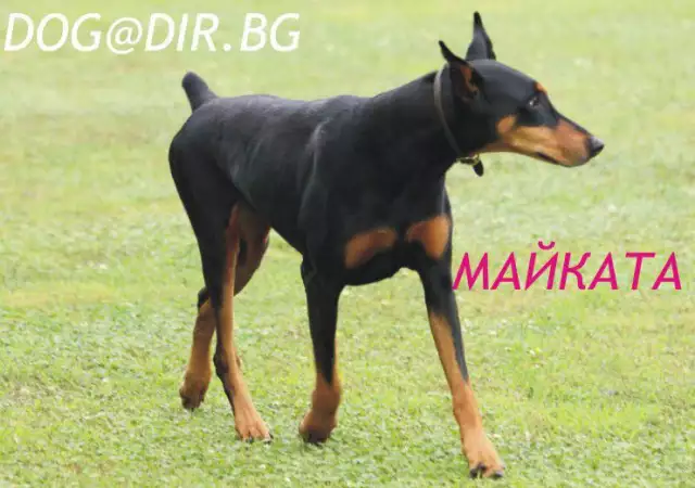 5. Снимка на Немски ДОБЕРМАН шестото куче по ИНТЕЛЕКТ, лесно податлив е