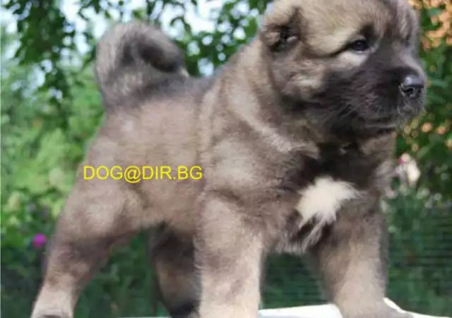 2. Снимка на КАВКАЗКА ОВЧАРКА Руска - развъдник продава кученца ВНОС