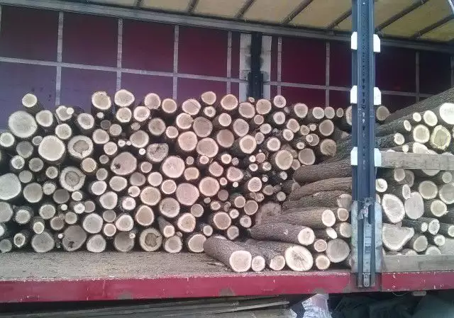 6. Снимка на дърва на едро и износ
