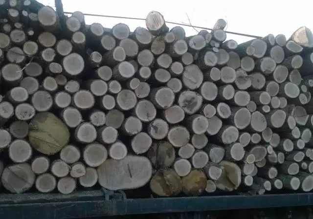 8. Снимка на дърва на едро и износ