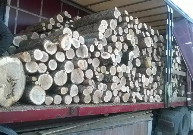 10. Снимка на дърва на едро и износ