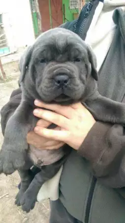 3. Снимка на Кане Корсо - Cane Corso за ценители