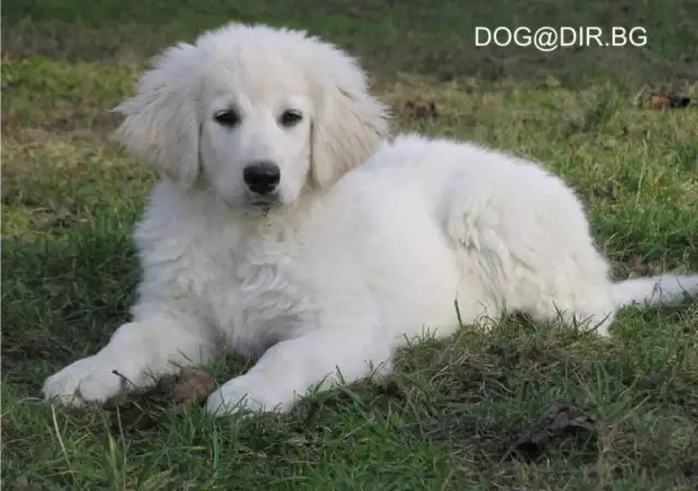 1. Снимка на бяла ОВЧАРКА Словашки Чувач много подходящ за семейно куче