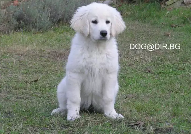 2. Снимка на бяла ОВЧАРКА Словашки Чувач много подходящ за семейно куче